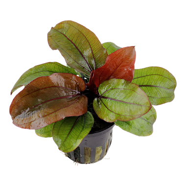 echinodor