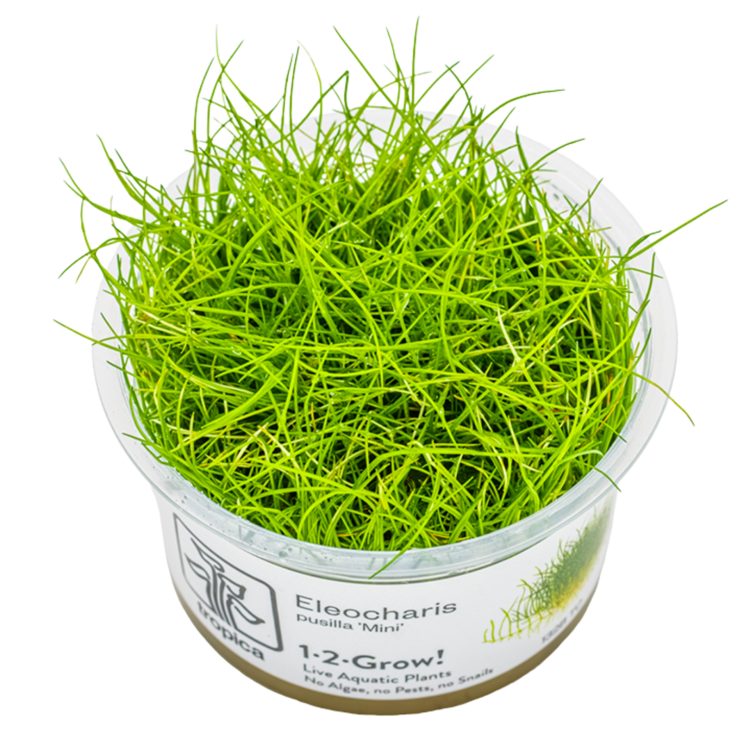 eleocharis